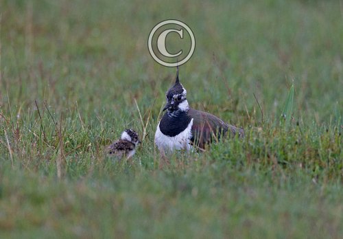  Lapwing and Chick  DM1679